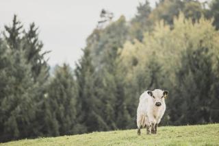 Garnecker Galloways - 6