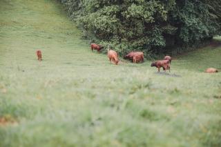 Garnecker Galloways - 1