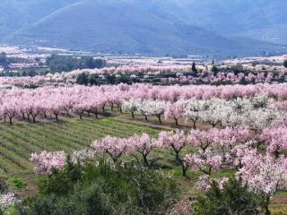 One Bed Apartment overlooking Jalon Valley, Costa Blanca - Alcalalí - 1