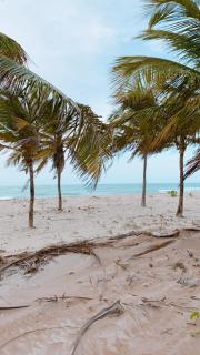 Vento dos Coqueiros - 8