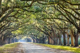 Silver Shores - Tybee Island - 6