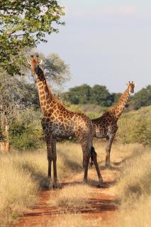 Ngangane Lodge & Reserve - 7