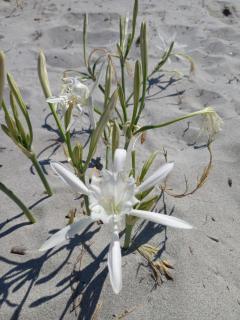 STELLA MARIS Sardinia - 0
