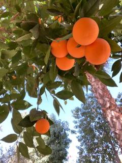 Manzil La Tortue - 4