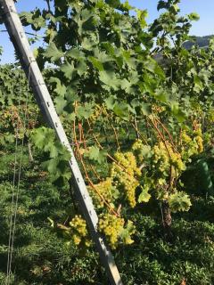 Landpension Gschwantner - Lengenfeld - 6