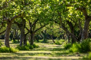 Dragon Orchard Retreat - Ledbury - 8