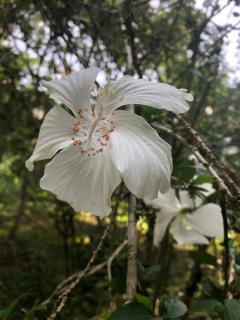 Casa Capirona 1 - Laguna Azul - 5