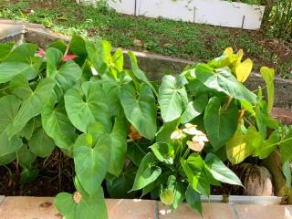 Appartement charmant à Rivière-Salée, 45 m² avec terrasse privée - 5