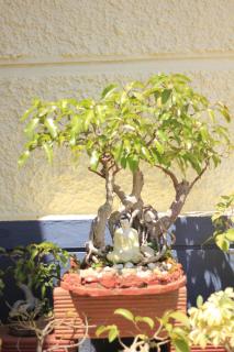 Meeslu Mane, The Chic HomeStay - Hassan - 8
