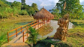 Saccharum - Nocaima - 7