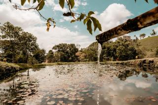 Saccharum - Nocaima - 1