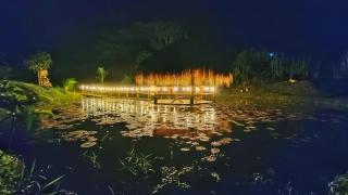 Saccharum - Nocaima - 4