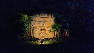 Saccharum - Nocaima - 3