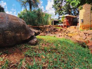 Goodnight Guest Lodge - Johannesburg - 9