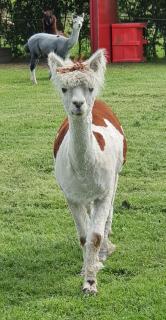Marshland Alpacas Glamping Lodge - New Holland - 7