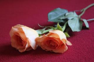 Ferienwohnung Novotny - Lörrach - 1