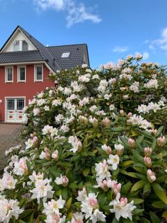 Ferienwohnung Strandgut - Kavelweg 9 - Zingst - Zingst - 7
