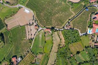 Casa das Vinhas Camélias de BastoTurismo Rural - Celorico de Basto - 3