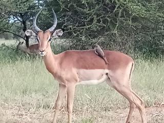 636 Itaga Safari Lodge, Mabalingwe Nature Reserve - Mabula - 1