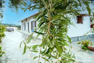Elaionas Holiday Home studios and apartments - Agios Stefanos - 6
