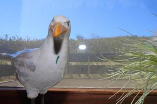 Wildlag - Westerland - 9
