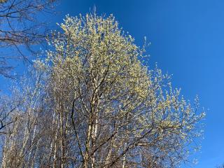 Familienglück in der Weststeiermark - 2