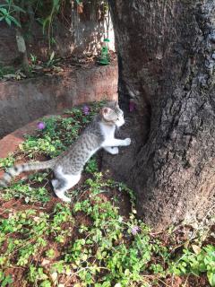 Triskelion - Bed and Breakfast, Family home stay by Joshi Brothers - 4