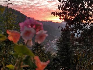 Bluepine Cottages Pangot by Nature Nests - Nainital - 1