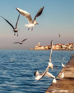 Jolly -Center Bright Apartment at Tartini Square - Piran - 1