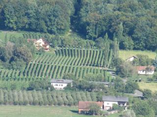 Appartement Weingut Schoberhof - Bad Gleichenberg - 5