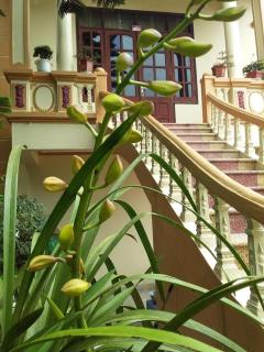 Villa Kien Hanh Tam Dao - Venuestay - Vĩnh Phúc - 4