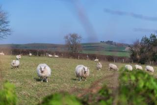 Beautiful Countryside cottage on the North Wales Coast - Abergele - 5