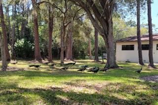 The Peacock Farm Largo Home and Outdoor Oasis! - Largo - 9