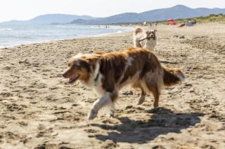 Comfort Lodge Maremma - 5