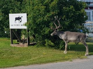 The Friendly Moose - 1