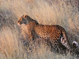 Ngangane Lodge & Reserve - 3
