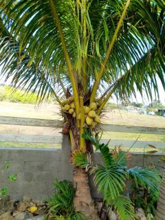 Appartement cosy à Capesterre, 60 m² - 1