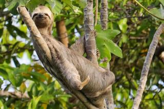 Casa da Lagartixa - Gecko House - 4