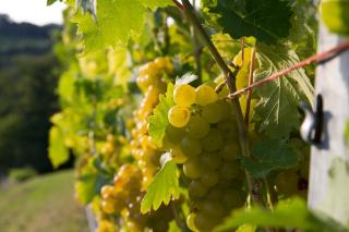 Weingut Schwarzl - 7