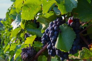 Weingut Schwarzl - Ratsch an der Weinstraße - 1