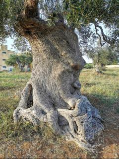 Dimora D'Errico - monolocale nel centro storico - Carovigno - 9