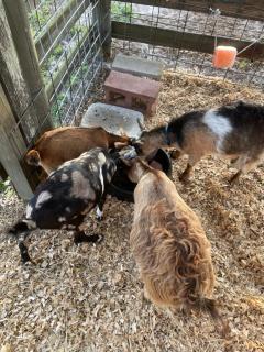 Adorable private 1-bedroom studio on mini-farm. - Providence - 1
