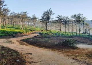 Glad Valley Wayanad By Lexstays-Tea Estate Villa - Wayanad - 2