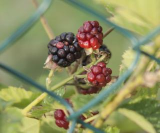 La Quercia e il Gelso - Baricella - 4