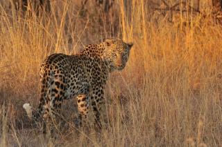 Pilanesberg Private Lodge - Pilanesberg - 2