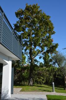 B&B Fior di Magnolia - Moniga - 7