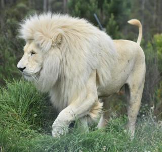 Tenikwa Wildlife Centre & Spa - Plettenbergbaai - 9