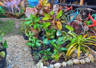 Castaway Native Huts - 3