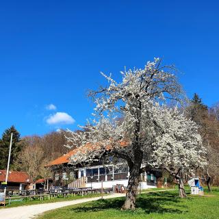 Schatzbergalm Pension - Dießen am Ammersee - 9