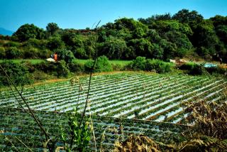 MERIDIAN VILLA - Besides Valley View with Swimming pool & Strawberry Farms - Mahabaleshwar - 3